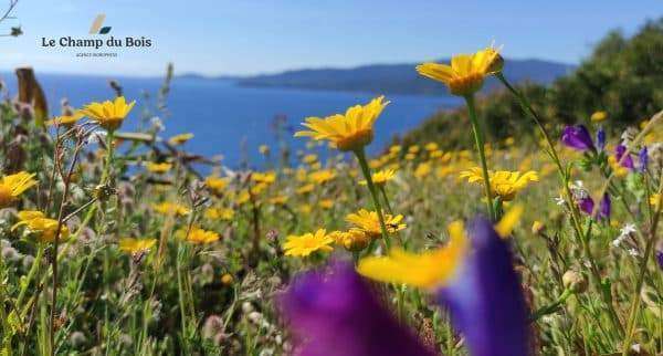 Champ de fleurs sauvages en Corse